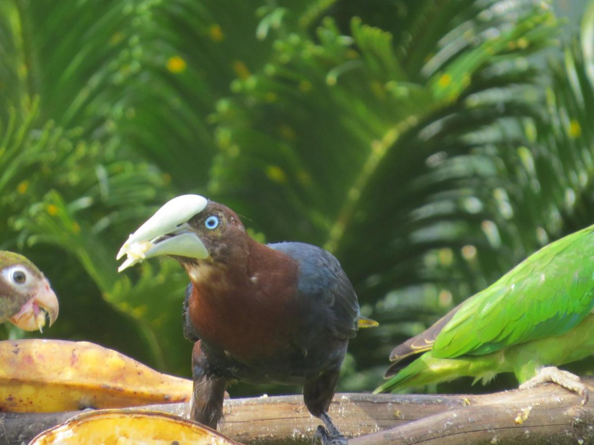 Hotel Pedacito De Cielo Boca Tapada Экстерьер фото